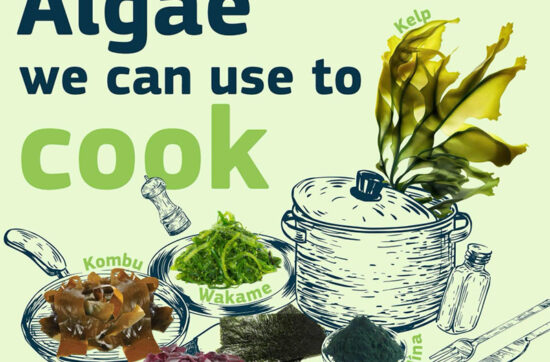 Algae we can use to cook
