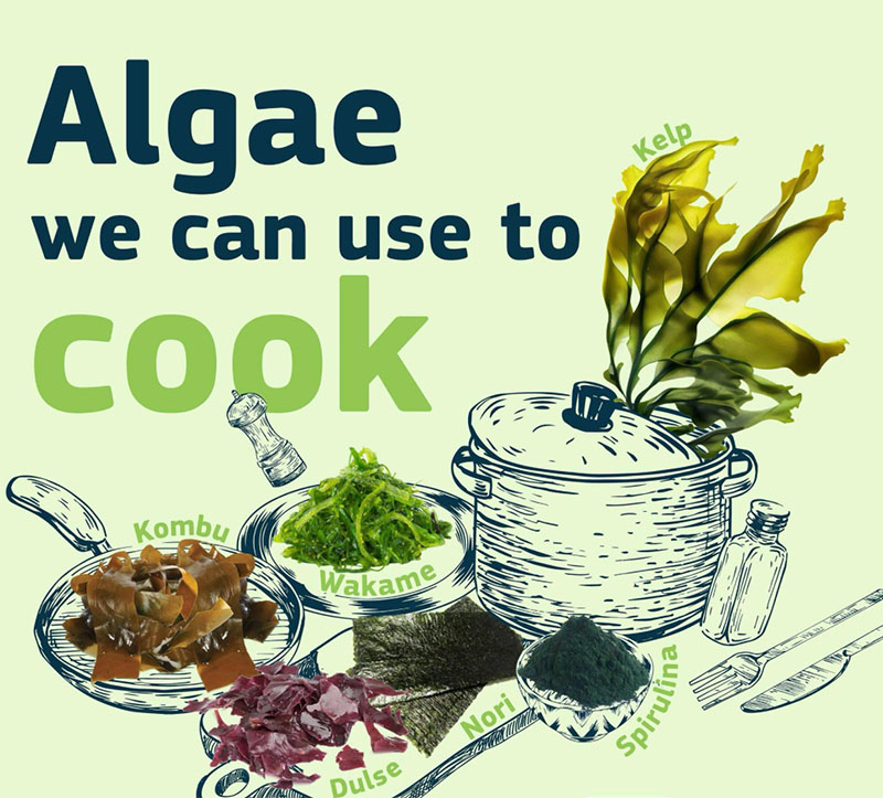 Algae we can use to cook